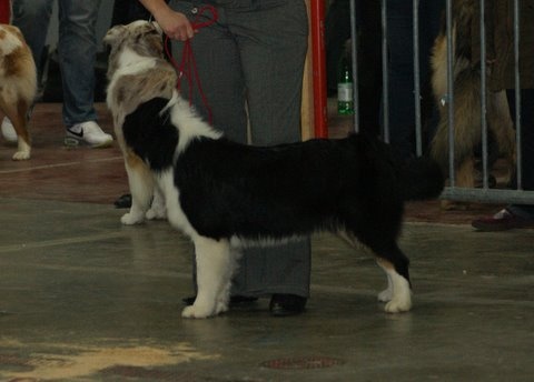 Fly me to the moon of Sipawaban - Très Prometteur - Classe Puppy