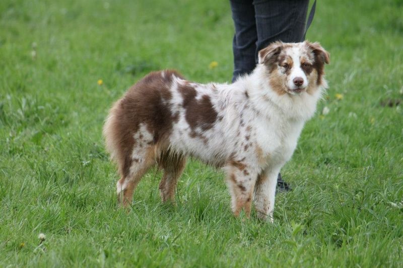 Gwich'in peel river of Sipawaban - Test de Sociabilité