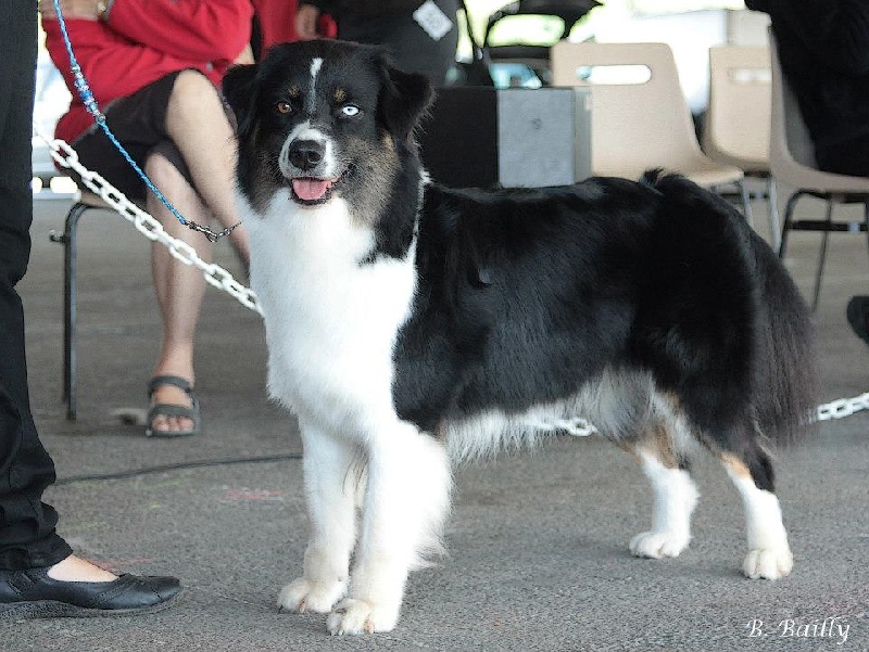 Fly me to the moon of Sipawaban - 4 eme Excellent/ 11 femelles - Classe Ouverte