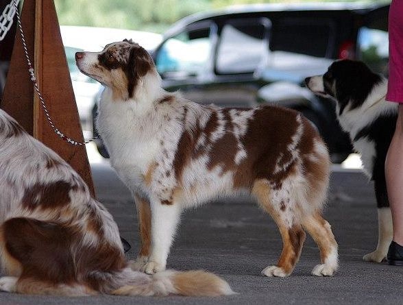Gwich'in peel river of Sipawaban - Excellent - Classe Jeune