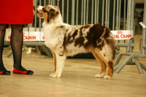 Gwich'in peel river of Sipawaban - Très prometteur - Classe puppy