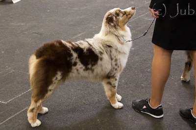 Gwich'in peel river of Sipawaban - 4eme excellent - classe Jeune