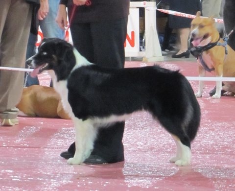 Fly me to the moon of Sipawaban - 4 eme Excellent - classe Jeune