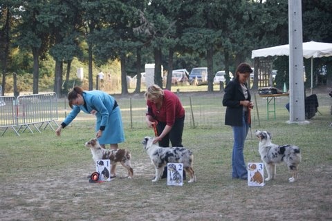 Gwich'in peel river of Sipawaban - 1 ere Excellent classe Baby - Meilleur Baby Femelle- Meilleur Baby de l'expo