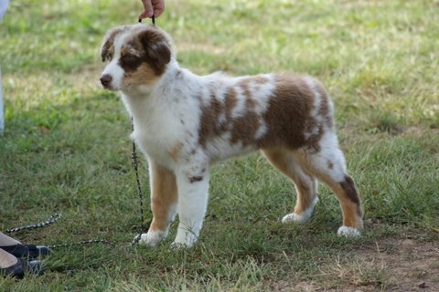 Gwich'in peel river of Sipawaban - Très Prometteur - Classe Baby