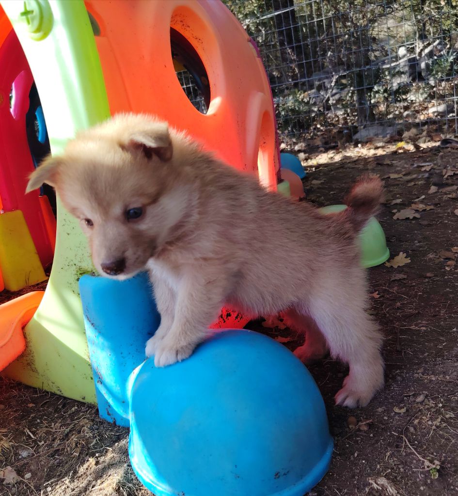 Mâle fauve sans collier