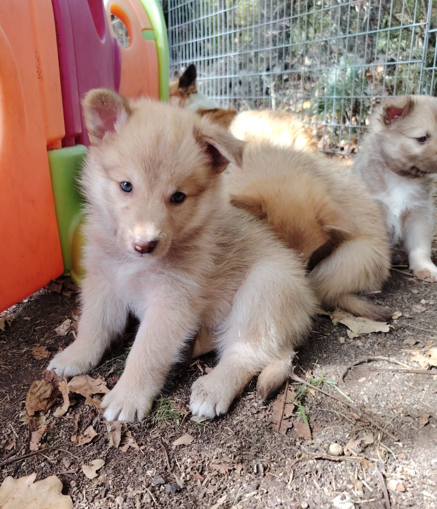 Mâle fauve avec collier