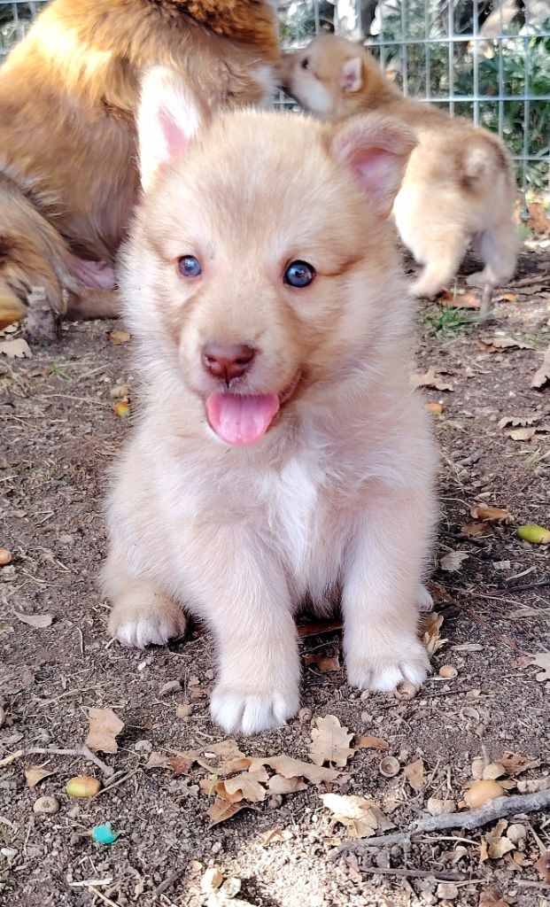 Mâle fauve avec collier