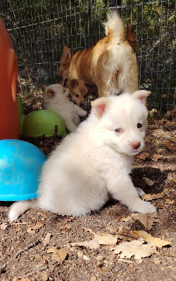 Les chiots de Berger islandais