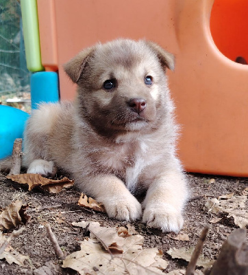 Les chiots de Berger islandais