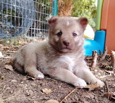 Les chiots de Berger islandais
