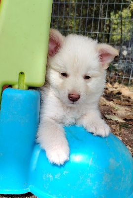 Les chiots de Berger islandais
