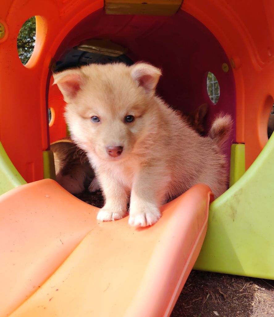 Mâle fauve sans collier