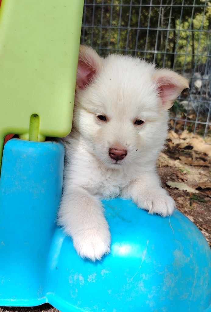 Mâle crème - Berger islandais