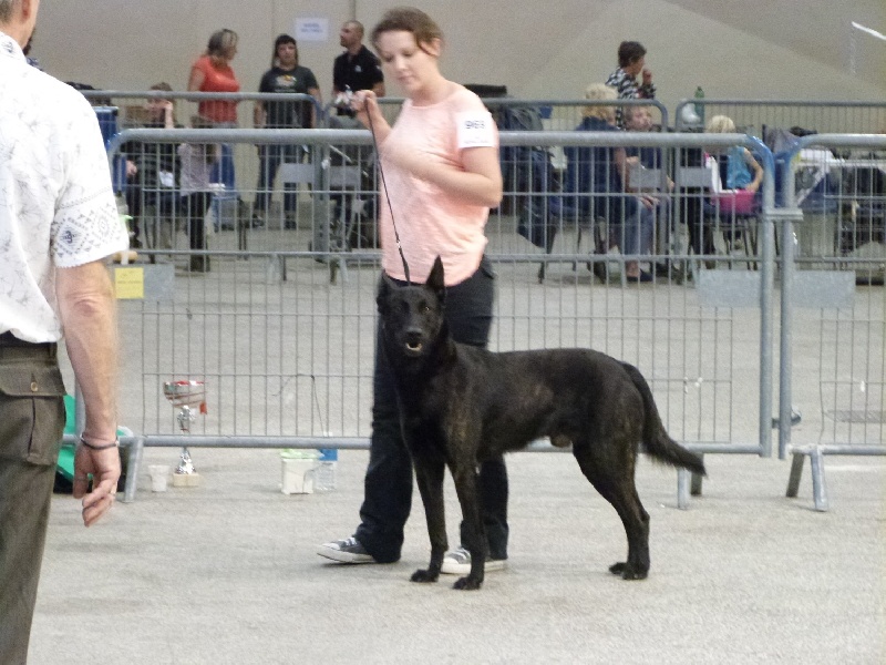 Enzo du domaine des Sphinx Noirs - 1er excellent CACS