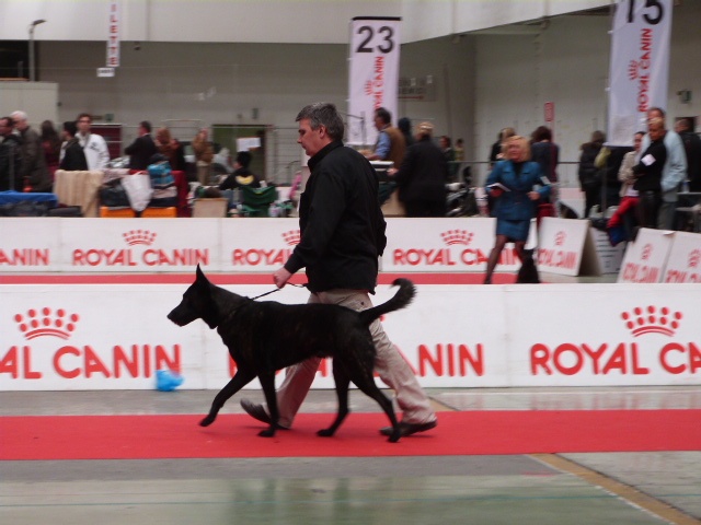 Enzo du domaine des Sphinx Noirs - 1er excellent CAC - CACIB - BOB (Meilleur de race)