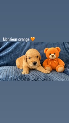 Les chiots de Golden Retriever
