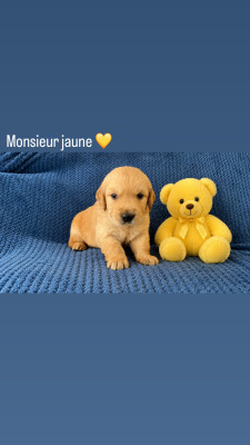 Les chiots de Golden Retriever