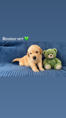 Les chiots de Golden Retriever