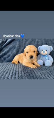 Les chiots de Golden Retriever