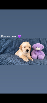 Les chiots de Golden Retriever