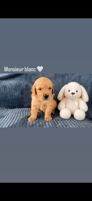 Les chiots de Golden Retriever