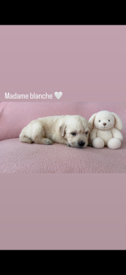 Les chiots de Golden Retriever