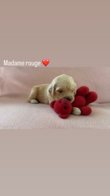 Les chiots de Golden Retriever