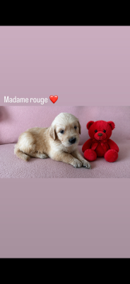 Les chiots de Golden Retriever