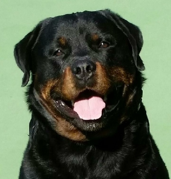 Franz von benitsky - 2 excellent