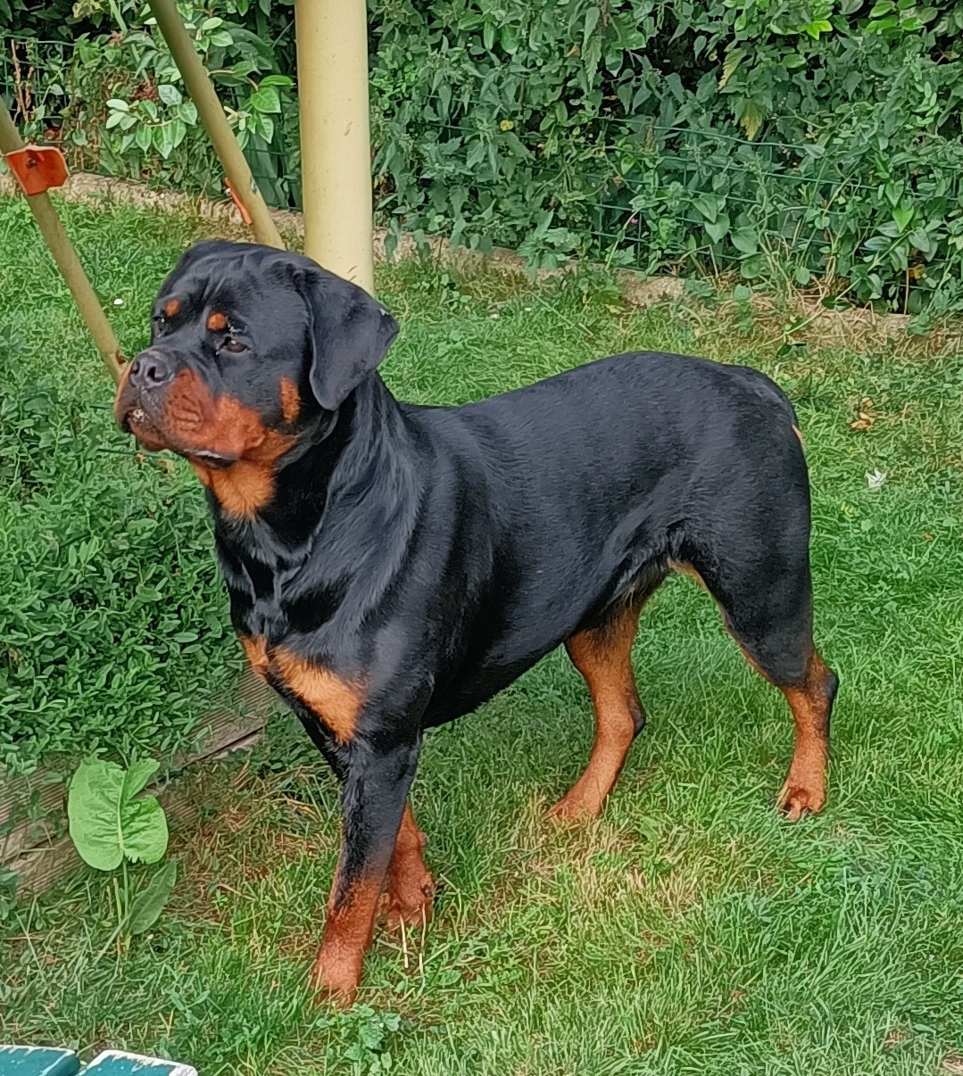 Publication : De La Maison D'izzie Auteur : De la maison d'izzie