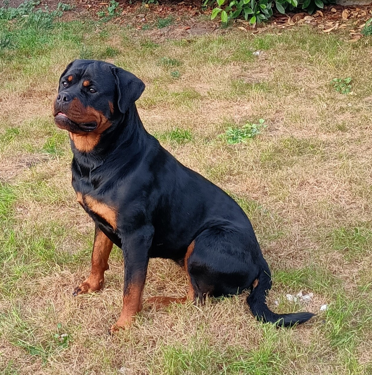 Publication : De La Maison D'izzie Auteur : De la maison d'izzie