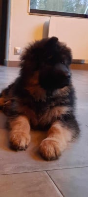 Les chiots de Berger Allemand