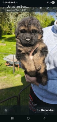 Les chiots de Berger Allemand