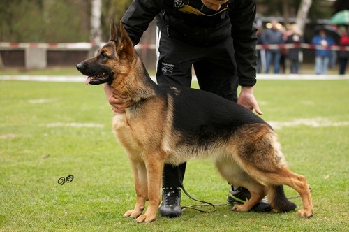 Greta du Du clos de patmisand - 1er place