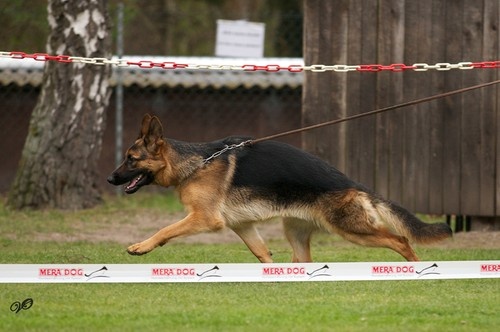 Greta du Du clos de patmisand - 1er place