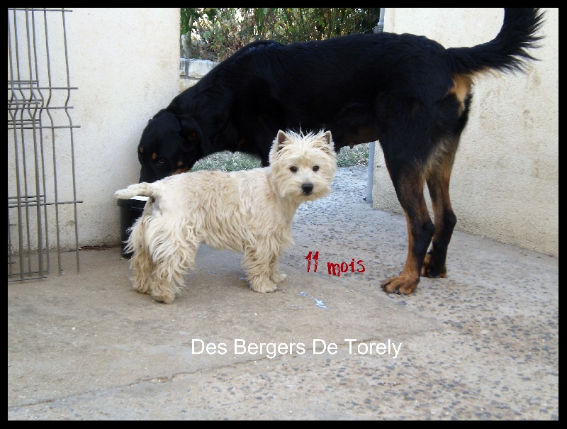 Publication : Des Bergers De Torely Auteur : Mr Joneau Tony