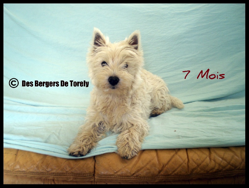 Publication : Des Bergers De Torely Auteur : Mr Joneau Tony