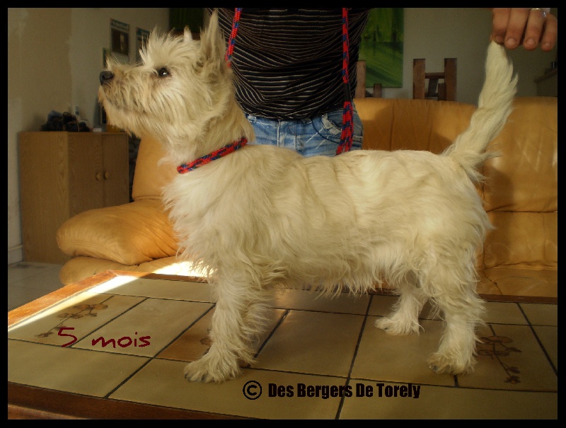 Publication : Des Bergers De Torely Auteur : Mr Joneau Tony