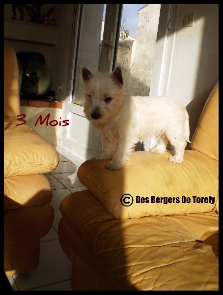 Publication : Des Bergers De Torely Auteur : Mr Joneau Tony