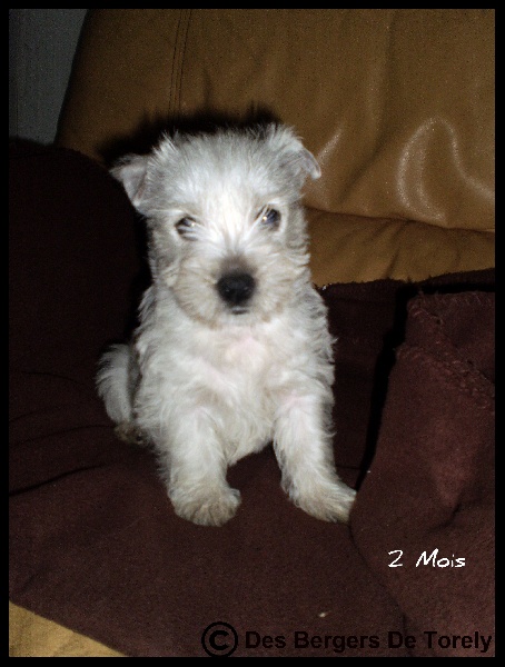 Publication : Des Bergers De Torely Auteur : Mr Joneau Tony