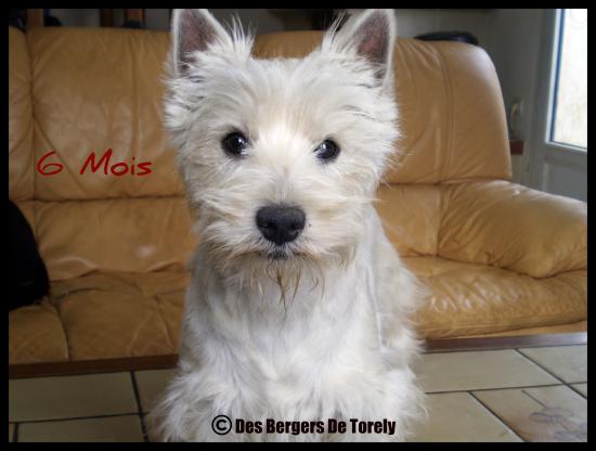 Publication : Des Bergers De Torely Auteur : Mr Joneau Tony