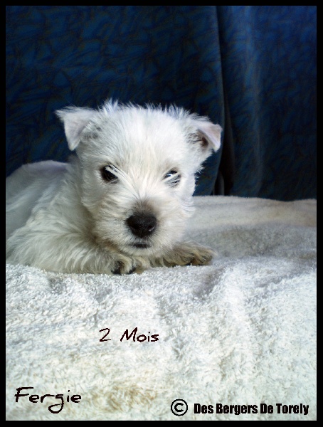 Publication : Des Bergers De Torely Auteur : Mr Joneau Tony