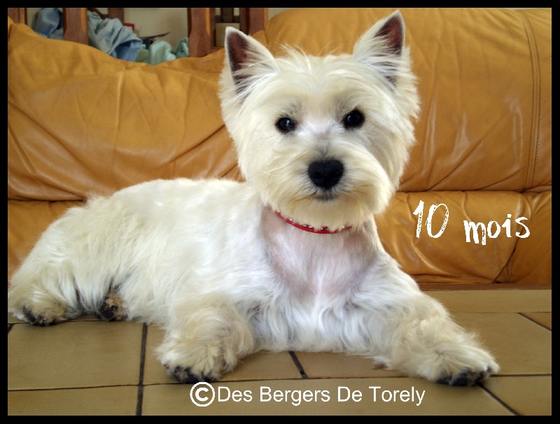 Publication : Des Bergers De Torely Auteur : Mr Joneau Tony