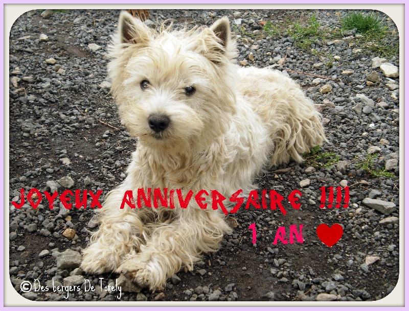 Publication : Des Bergers De Torely Auteur : Mr Joneau Tony