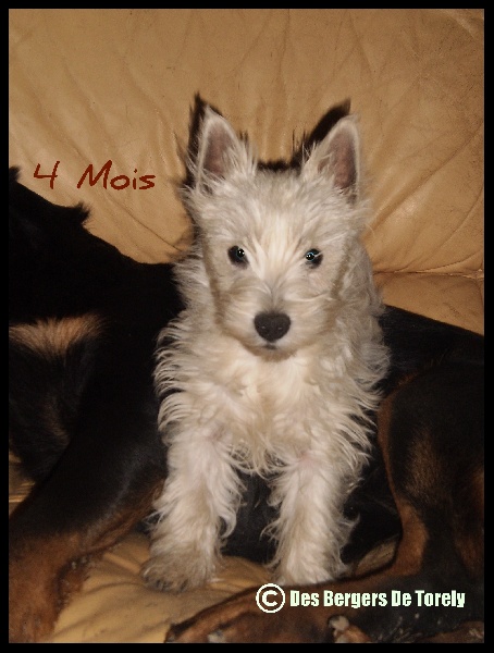 Publication : Des Bergers De Torely Auteur : Mr Joneau Tony