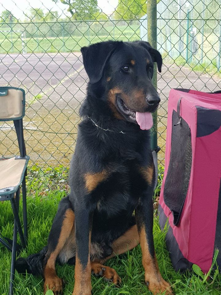 Chien Elevage Des Bergers De Torely eleveur de chiens Berger de Beauce