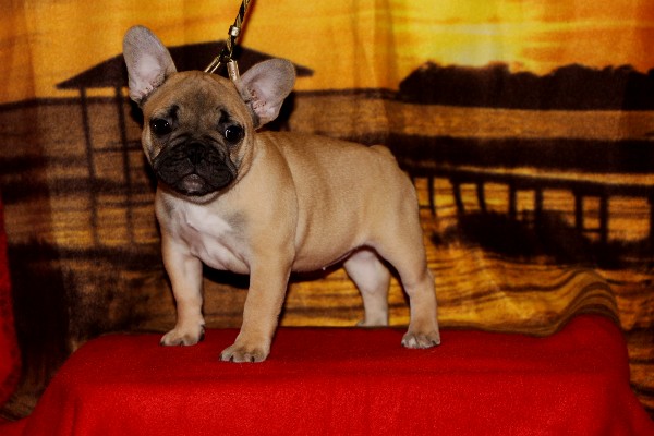 Publication : Du Harem De Chester Auteur : DELOEIL Samuel