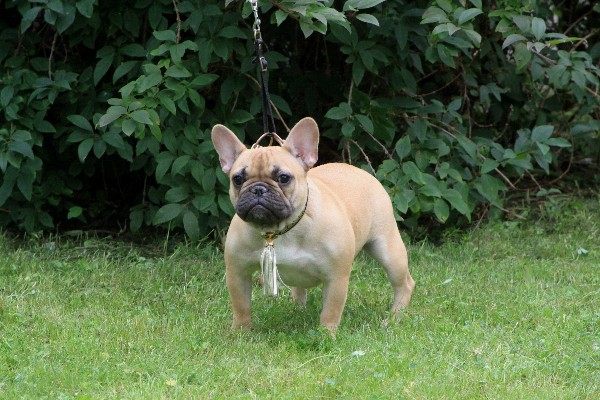 Publication : Du Harem De Chester Auteur : DELOEIL Samuel