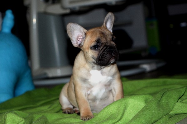 Publication : Du Harem De Chester Auteur : DELOEIL Samuel